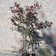 Acer pal. 'Atropurpureum' 175-200 cm 15L