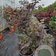 Acer pal. 'Bloodgood' 100-125 cm container meerstammig