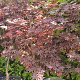 Acer pal. 'Bloodgood' 125-150 cm container meerstammig