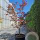 Acer pal. 'Bloodgood' 125-150 cm container meerstammig