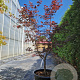 Acer pal. 'Bloodgood' 125-150 cm container meerstammig