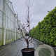 Acer pal. 'Bloodgood' 150-175 cm container meerstammig