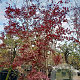 Acer pal. 'Bloodgood' 450-500 cm container solitair