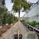 Acer pal. 'Dissectum' 200 cm stam container 20-25 leiboom
