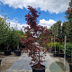 Acer pal. 'Fireglow' 200-250 cm container meerstammig
