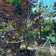 Acer pal. 'Fireglow' 200-250 cm container meerstammig