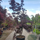 Acer pal. 'Fireglow' 300-350 cm container solitair meerstammig