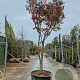 Acer pal. 'Fireglow' 300-350 cm container solitair meerstammig