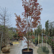 Acer pal. 'Fireglow' 350-400 cm container solitair 2-3 tak