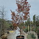 Acer pal. 'Fireglow' 350-400 cm container solitair 2-3 tak