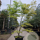 Acer pal. 'Kogane-nishiki' 175-200 cm cont. 65L