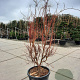 Acer pal. 'Sangokaku' 200-250 cm cont. 90L meerstammig