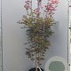 Acer pal. 'Shojo-nomura' 175-200 cm container meerstammig