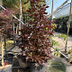 Acer plat. 'Crimson Sentry' 150-175 cm 50L