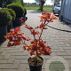 Acer shirasawanum 'Aureum' 40-50 cm 4,0L