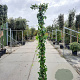 Akebia quinata 200-225 cm cont. 95L