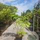 Albizia julibrissin 175-200 cm container meerstammig