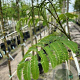 Albizia julibrissin 175-200 cm container meerstammig