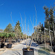 Albizia julibrissin 175-200 cm container meerstammig