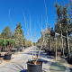 Albizia julibrissin 175-200 cm container meerstammig