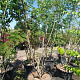 Albizia julibrissin 300-350 cm container meerstammig