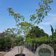 Albizia julibrissin 300-350 cm container meerstammig