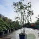 Albizia julibrissin 300-350 cm container meerstammig
