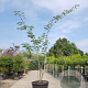 Albizia julibrissin 300-350 cm container meerstammig