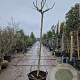 Albizia julibrissin 200 cm stam container 16-18 leiboom