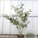 Albizia julibr. rosea 200-250 cm container struik solitair