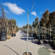 Albizia julibr. 'Summer Chocolate' 200 cm stam container 6-8