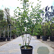 Amelanchier lamarckii 125-150 cm 30L