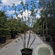 Amelanchier lamarckii 150-175 cm 30L