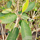 Amelanchier lamarckii 175-200 cm container struik Stam/twijgen