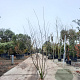 Amelanchier lamarckii 200-225 cm draadkluit