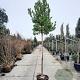 Arbutus unedo 180 cm stam container 10-12 hoge lei