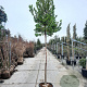 Arbutus unedo 180 cm stam container 10-12 hoge lei