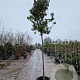 Arbutus unedo 180 cm stam container 12-14 leiboom