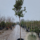 Arbutus unedo 180 cm stam container 12-14 leiboom