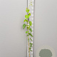 Aristolochia macrophylla 125-150 cm 3,0L