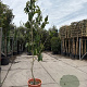 Asimina triloba 200-250 cm 35L