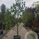 Asimina triloba 250-300 cm container meerstammig