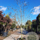 Betula utilis 200-250 cm container meerstammig