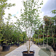 Betula utilis jacquemontii 250-300 cm container struik