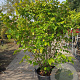 Calycanthus floridus 175-200 cm container meerstammig