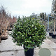Camellia japonica 120 cm container bol
