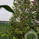 Camellia japonica 300-350 cm container