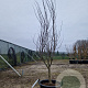 Cercis can. 'Forest Pansy' 200-250 cm container meerstammig
