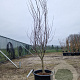 Cercis can. 'Forest Pansy' 200-250 cm container meerstammig
