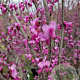 Cercis can. 'Forest Pansy' 200-250 cm container meerstammig